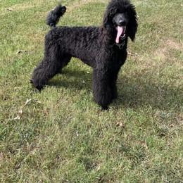 Poodles from ‘Umata Promise Poodles