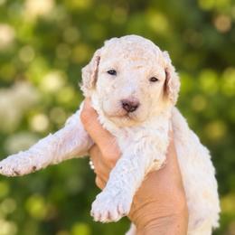 Georgia - Cream female Goldendoodle puppy in Millville, California from Hope Lane Kennels