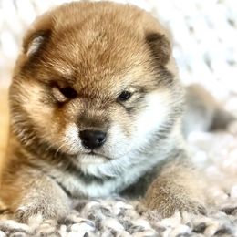 Gabriel - Red male Shiba Inu puppy in Trenton, Nebraska from Prairie Shibas