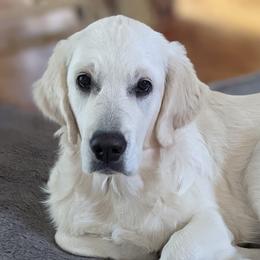 Allie - Golden Retriever