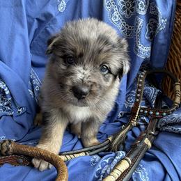 Hoss - Blue merle male Australian Shepherd puppy in Tuscola, Texas from Cross Arrow K Awesome Aussies