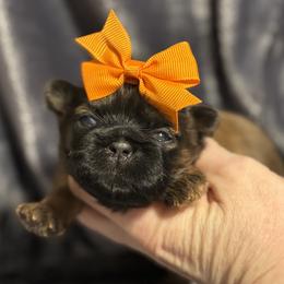 Gold.red - Gold female Shih Tzu puppy in Sharon, Pennsylvania from Keystone Danes and Shih tzus