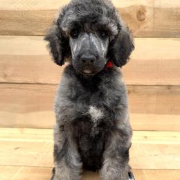 Morel - Brindle male Poodle puppy in Arroyo Grande, California from Ever So Clever Poodles