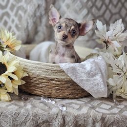 Rocco - Merle male Chihuahua puppy in Decatur, Illinois from We R Puppies