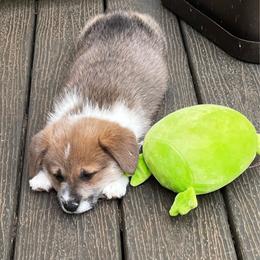 Male 1 Sable Bluie with Strip - Blue male Pembroke Welsh Corgi puppy in Moundville, Alabama from Cartee Corgis - Debi Cartee Mills