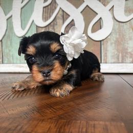 Brooke - Black and tan female Yorkshire Terrier puppy in Cornelia, Georgia from Kruz Kennels