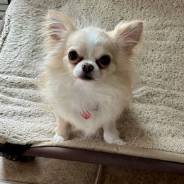 Teeno - Chihuahua