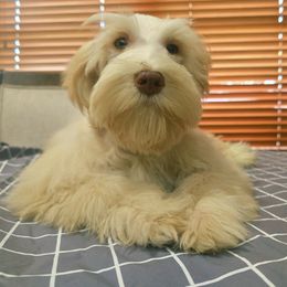 Angel - Black female Miniature Schnauzer puppy in Texas from Blue Rose's Schnauzers