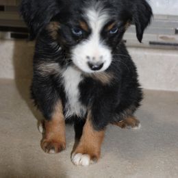 Australian Shepherd Puppies from REKN’ Kennel Aussies