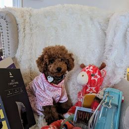 Coton de Tulear and Poodle Puppies from Legacy Pets