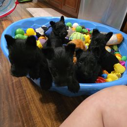 Girl 4 - Black female Scottish Terrier puppy in Seymour, Missouri from Fairview's Precious Pups