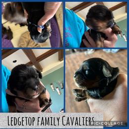 Blue - Black and tan male Cavalier King Charles Spaniel puppy in Greenleaf, Wisconsin from Ledgetop Family Cavaliers