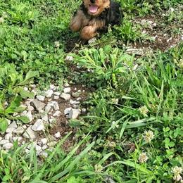Yorkshire Terrier Puppies from Willow's Standards