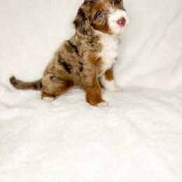 Aussiedoodle Puppies from Cotton Lane Puppies
