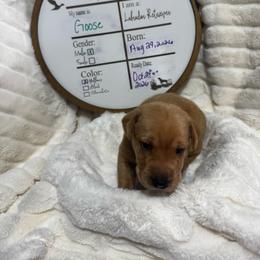 Goose - navy collar - Yellow male Labrador Retriever puppy in Troy, South Carolina from Wicked Flyer Retrievers