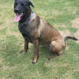 Belgian Malinois and xDutch Shepherd All Grown Up from Alliance K9