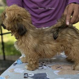 Reyes - Purple Collar Female - Golden female Lhasa Apso puppy in Greensboro, North Carolina from Koenigplatz Kennel