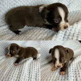 Red tri female - Red tri female Toy Australian Shepherd puppy in Brooker, Florida from Honey, I Shrunk the Aussies