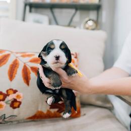 Cinnamon - Tri-color male Bernedoodle puppy in Murray, Utah from Sun Valley Doodles