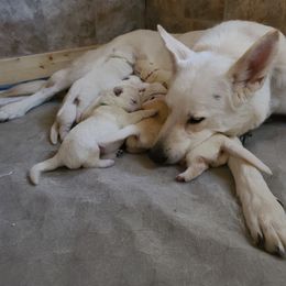 German Shepherd Puppies from Arctic Argonauts