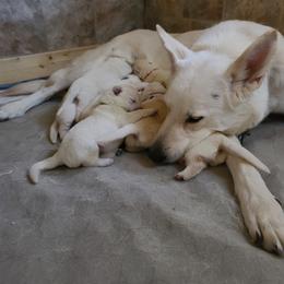 German Shepherd Puppies from Arctic Argonauts