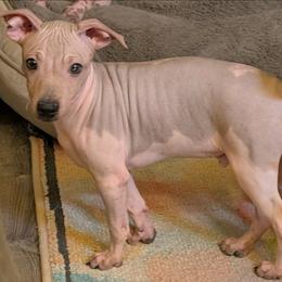 Tumbleweed - Red and white male American Hairless Terrier puppy in Phoenix, Arizona from Bare Valley