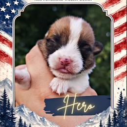 Hero - Sable male Pembroke Welsh Corgi puppy in Warrensburg, New York from The Adirondack Corgi
