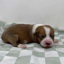 Butterscotch (fluffy) - Sable male Pembroke Welsh Corgi puppy in Waco, Texas from The Comma Corgis