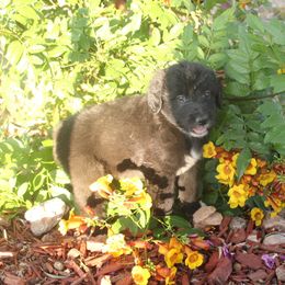Dora - Black and white female Aussiedoodle puppy in Apache Junction, Arizona from Loving Doodle