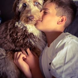 Aussiedoodle Puppies from Gore Doodle Ranch