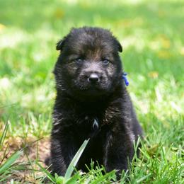 Blue boy - Sable male German Shepherd puppy in Clarkrange, Tennessee from Vom Wolff