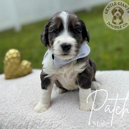 Assorted Doodle Crosses and Bernedoodle Puppies from Gentle Giants Doodle Co.