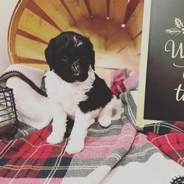 Aussiedoodle, Bernedoodle, and Poodle Puppies from Miller's Doodles