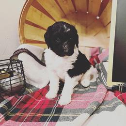 Aussiedoodle, Bernedoodle, and Poodle Puppies from Miller's Doodles