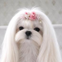 Sandra - Maltese
