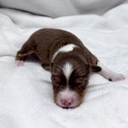 Spruce - Red tri male Miniature Australian Shepherd puppy in Bly, Oregon from Apacheblus Toy Aussies