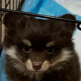 Boy 1 - Chocolate male Pomsky puppy in Leesburg, Virginia from Capital Pomsky