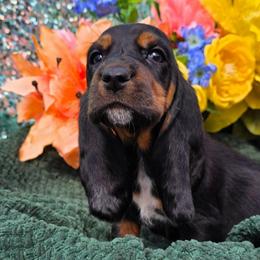 Ms. Grant - Black brown and white female Basset Hound puppy in Big Rapids, Michigan from Basket Hound Bassets