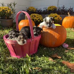 Miniature Schnauzer Puppies from Amanda Tragash