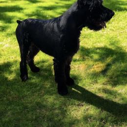 Nero - Giant Schnauzer