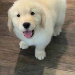 Boy 1 - Golden male Golden Retriever puppy in Denver, Colorado from Amore Doro’ N Marshell Golden’s