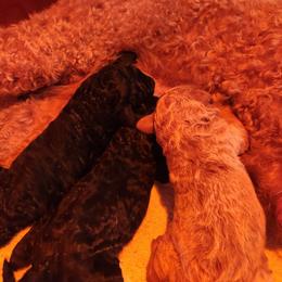 Boy 1 - Black male Poodle puppy in Stephentown, New York from Creme de la Poodle, standard poodles