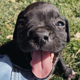 Boxers from Ally’s Boxer Pups