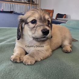 Cream - Cream male Dachshund puppy in Cedar City, Utah from Country Doxies