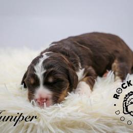 Juniper - Tri-color female Bernedoodle puppy in Edmond, Oklahoma from Rock N Roll Doodles