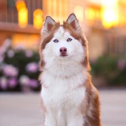 Calliope - Pomsky