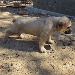 Pumba - Fawn male Cane Corso puppy in Vernal, Utah from Diamond Ridge Cane Corsos