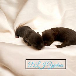Yorkshire Terrier Puppies from DLJ Yorkies