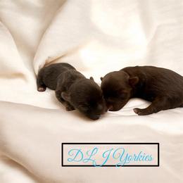 Yorkshire Terrier Puppies from DLJ Yorkies
