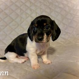 Finn - Piebald male Dachshund puppy in Aiken, South Carolina from State Eight Dachshunds